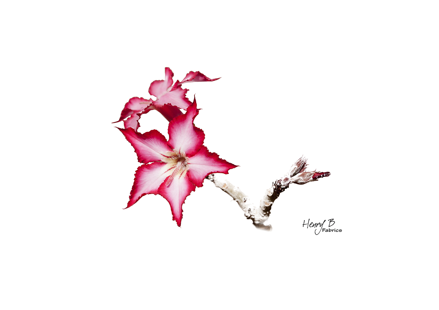 impala-lily-placemat-6